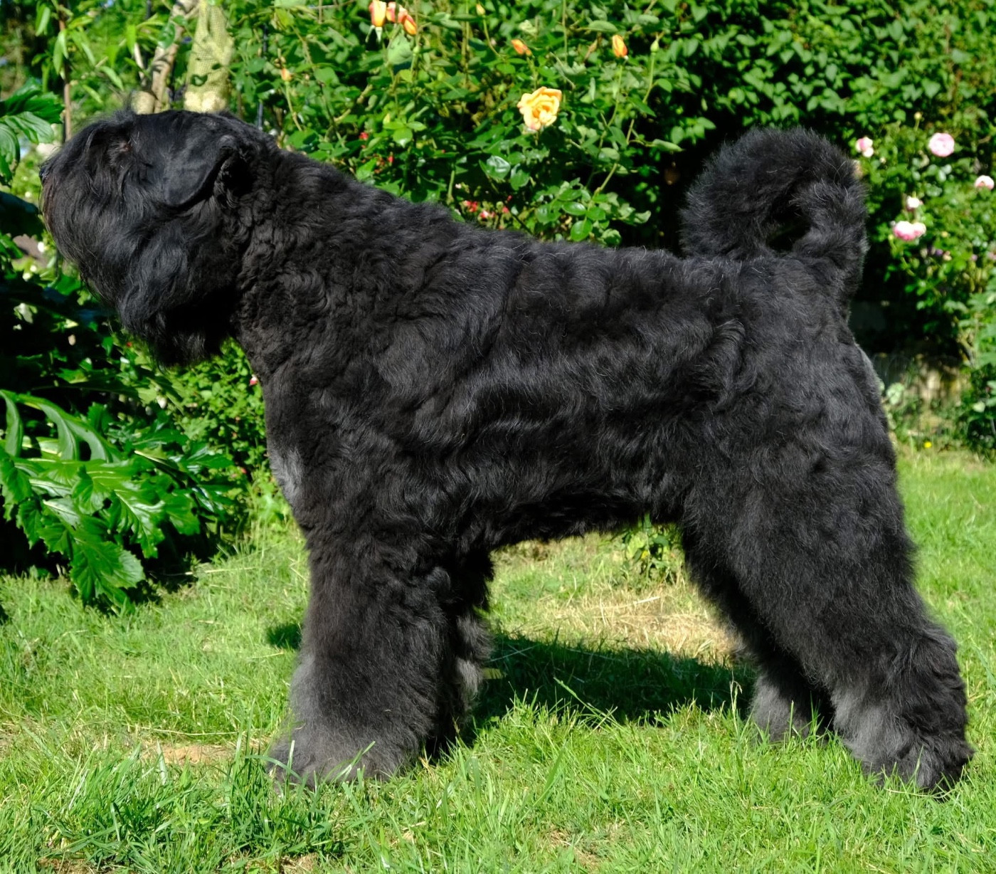 CH. Ubac Du Coeur Des Bergers