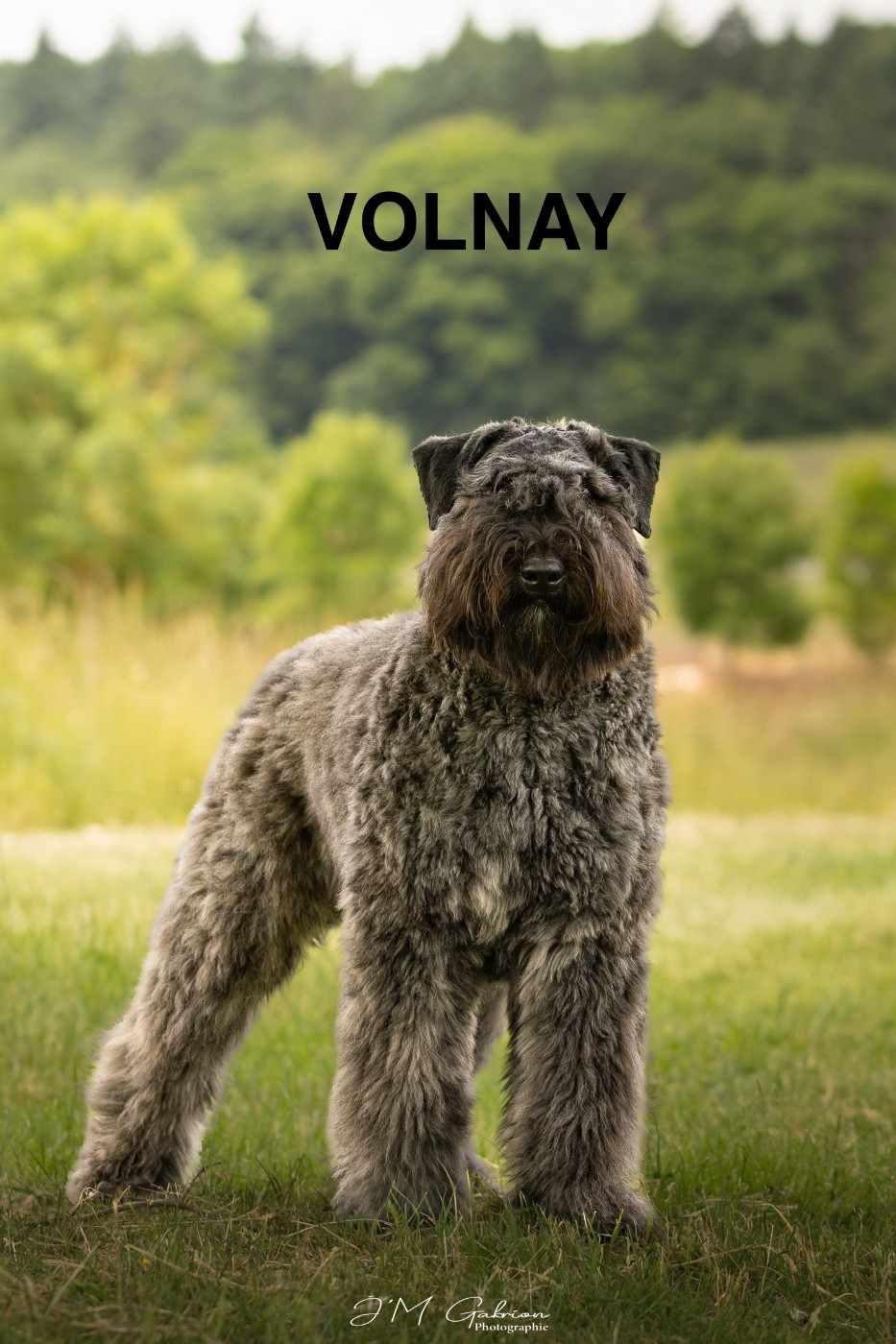 Volnay Du Coeur Des Bergers